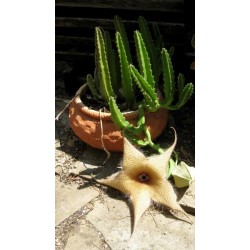 Semillas de Cactus Tridentea Geminiflora